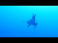 Ken Gibbs - Red Sea Simply The Best - Hammerhead Sharks