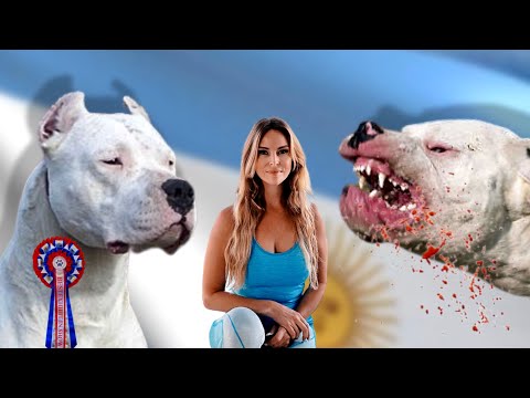 DOGO ARGENTINO - WORKING VS SHOWLINE - Who is BEST?