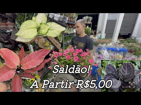 Plantas Ornamentais e Orquídeas em São Paulo! 