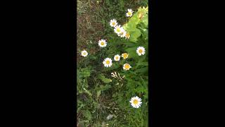 Beck  Sweet sunshine