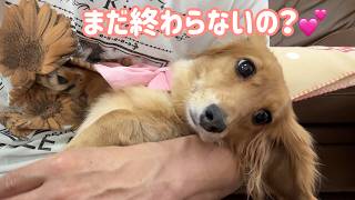甘えん坊犬との暮らし🐶今日も家事が進みません♡【ミニチュアダックスフンド】