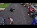 Dog Gets In Between Charging Bear And Young Boy