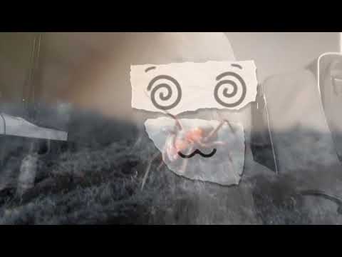 Army Ants (Kellermensch-cover)