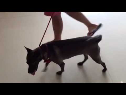 Adopt Mary's Dogs - Zeena good on leash