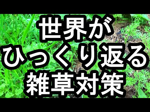 広い場所の除草方法は？雑草を完全かつ迅速に除去する 4 つの自然な方法  庭園