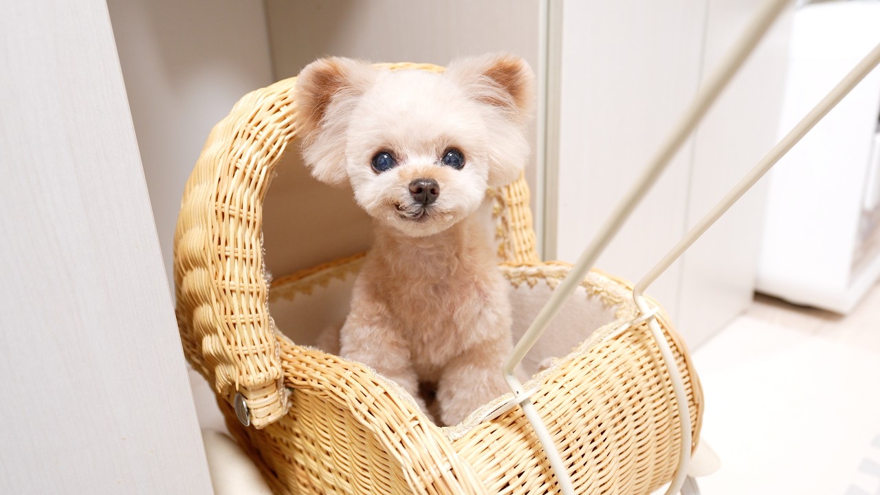 【短めLIVE】4/9オープン！！代々木公園内にドトールが！！【トイプードル】