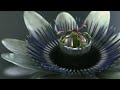 Amazing Life THX Sound Test