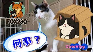 【CatsVlog】セリアで買った小さなダンボールハウス #猫動画 #可愛い猫 #セリア