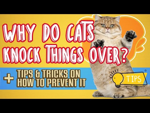 Why Do Cats Knock Things Over? 😺 Plus Tips And Tricks To Prevent It 🐾🐾