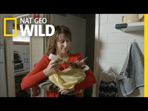 Love is in the Air | Kangaroo Dundee