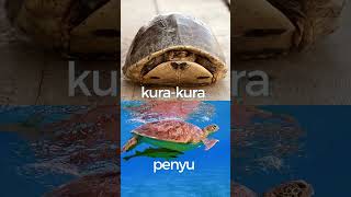 Download lagu Penyu tidak dapat menarik sirip dan kepalanya kedalam cangkang seperti kura-kura #shorts mp3