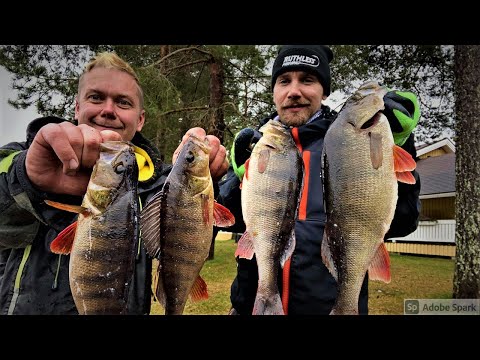 KAUDEN PÄÄTÖS | 13KG AHVENTA JIGILLÄ MATALASTA!