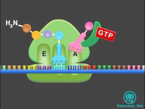 Tradução Gênica - Síntese de proteínas