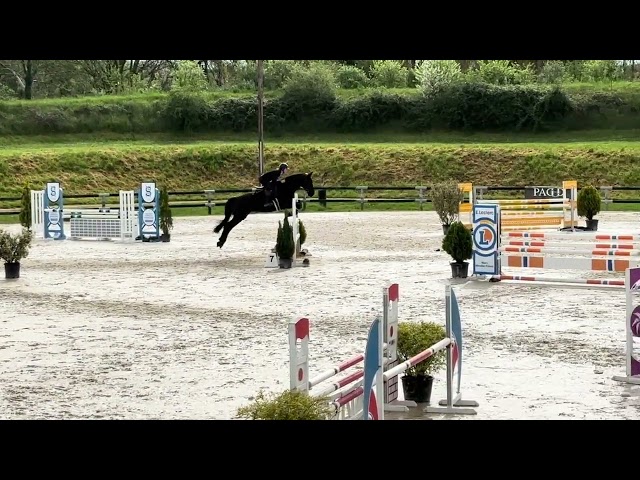 Tr&egrave;s joli hongre HUNTER CSO