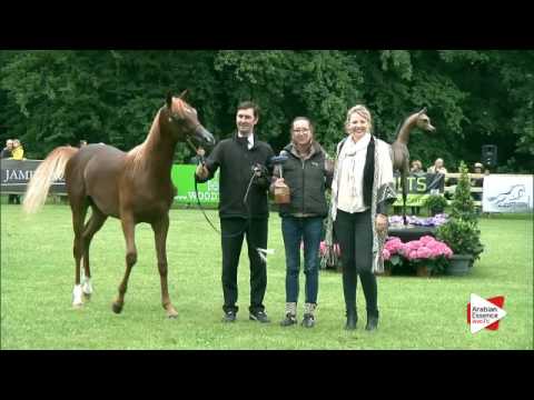 Bruges 2016 - Junior Colts National Championship - Prizegiving - 3rd place: n. 11