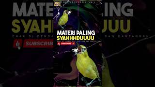 Download lagu Masteran Terapi Pleci Untuk Pleci Rumahan Dan Pleci Lomba !!! mp3 Download lagu Masteran Terapi Pleci Untuk Pleci Rumahan Dan Pleci Lomba !!! mp3