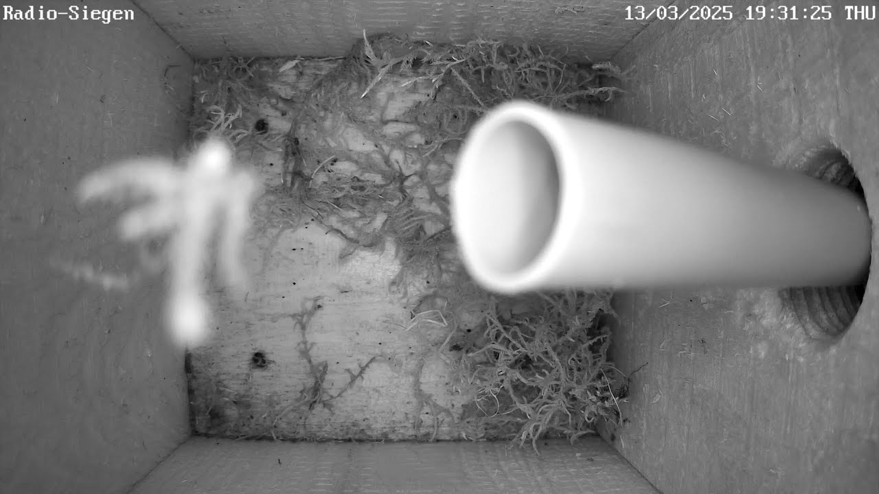 Moos hängt in Spinnenweben - Blasrohr! | 13.03.2025