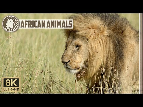 🐅 Male lion in the Central Kalahari Game Reserve