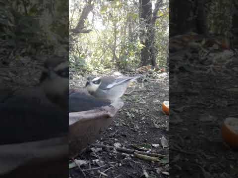 Birdday 023 Monterita de collar 1306 2025