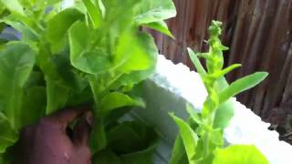 Out of control Aquaponic garden growth