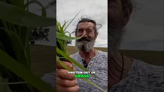 Cattle eat bacteria steaks. Watch the full video to make sense of it.