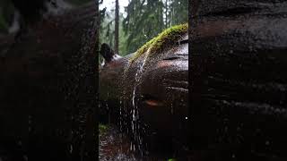 #relax #rain #sleepmusic #naturetranquility #sleepsounds #naturesounds #rainforrest #forestwhispers