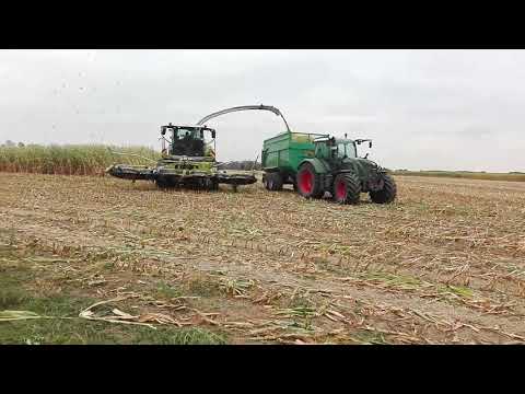 Claas Jaguar 970 mit Fendt Vario 724 und einem grünen  Reisch Anhänger am Mais abfahren