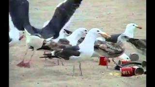 SHIT STORM! Laxatives fed to Seagulls on the beach