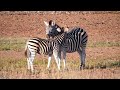 Verse Of The Zebra