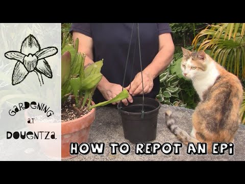 How to Repot an Epiphyllum, Orchid Cactus || Quick & Easy Guide
