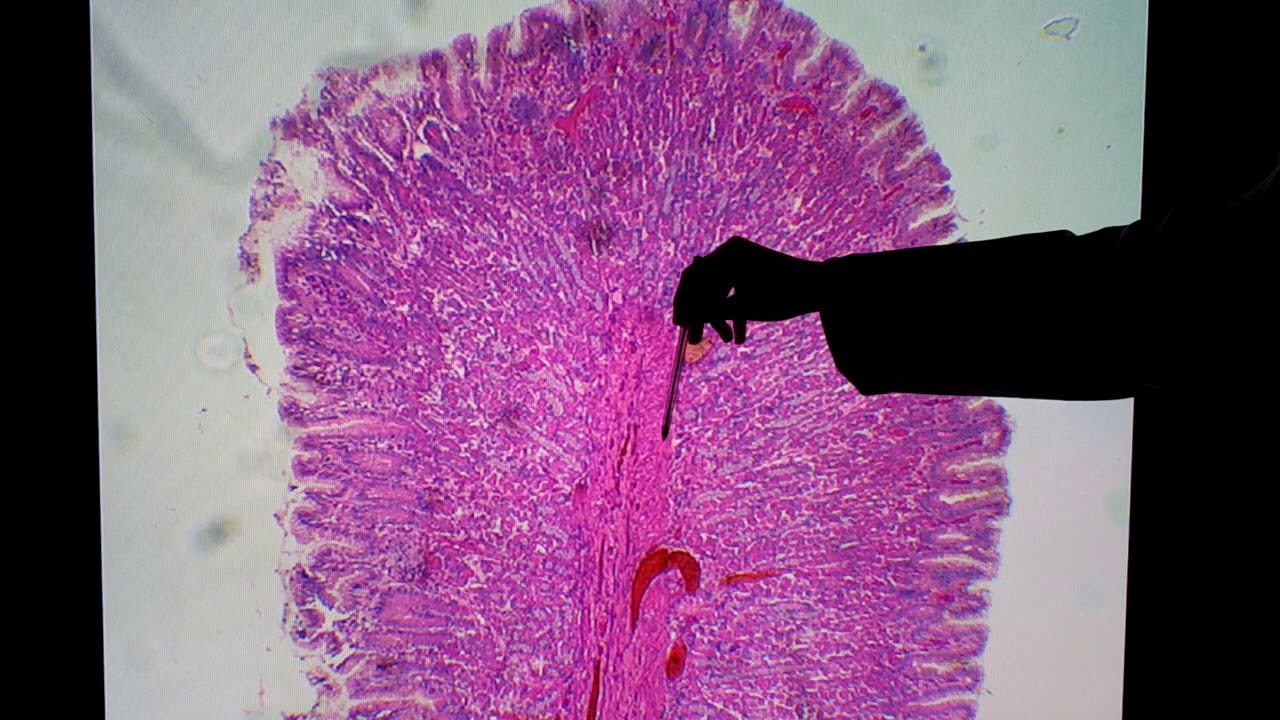 Histologia do estômago