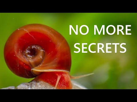 Ramshorn Snail Care Guide - All About Ramshorn snails