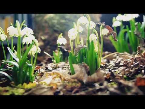 El Gran Artista... ADVENTISTA!!