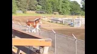 preview picture of video 'Clydesdale Creek's Jacob - Line Class Austin MB'