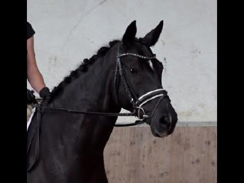 SOLD 2016 Hannoveraner Stute von BON COEUR ! www.sporthorses-online.com