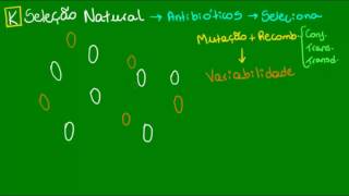 Utilize O Conceito De Seleção Natural Para Explicar Essa Evolução