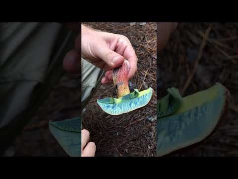 Magic Mushrooms? || ViralHog