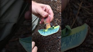 Magic Mushrooms? || ViralHog