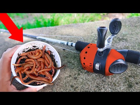 Fishing with Livebait Worms for Whatever Bites! (4 Species)
