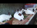 PROSPECTS FOR MEATED RABBIT FARMING HYLA MEATED RABBIT HARVEST