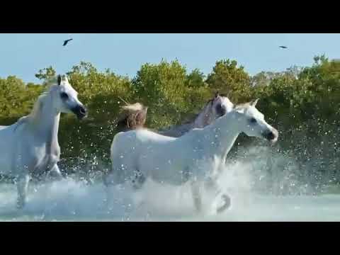 Al Aryam Stud Arabians