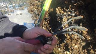 Clams and Mussels @ Double Bluff State Park