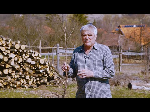 Természetes gyümölcsészet 3. rész - Natural orchards Part 3