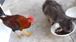 Коты-котики-собачки!!!