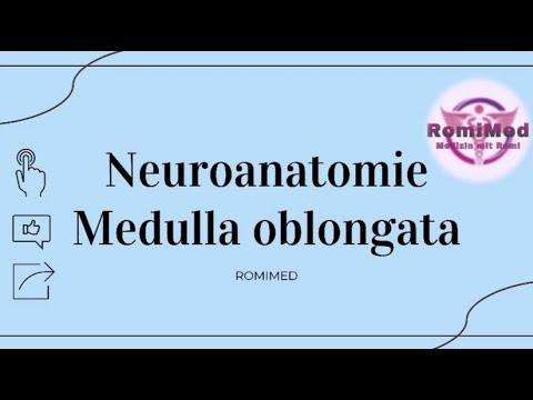 Neuroanatomie: Medulla olbongata