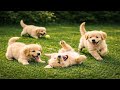 Lovely Puppies Exploring The Grass Together Relaxing Puppy Video Cute Puppy Sounds