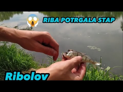 Ribolov Na Kupi!  RIBA POTRGALA STAP!!!!
