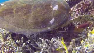 Diving Komodo 2014 (HD)