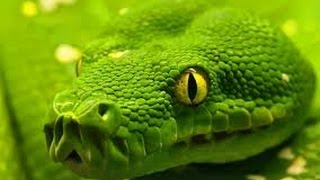 Смотреть онлайн Документальный фильм про разных змей