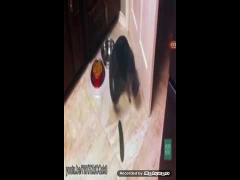 Funny cats compilation (Most see) Funny cat videos Ever Part 1